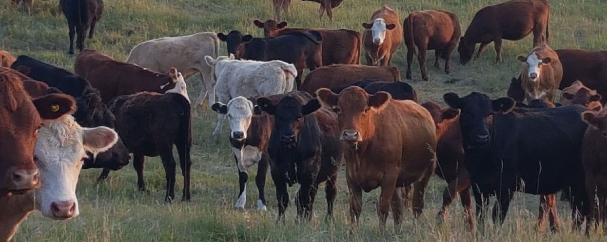 Cows