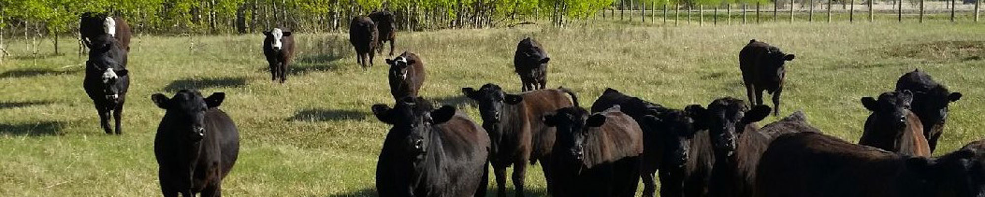 Cows