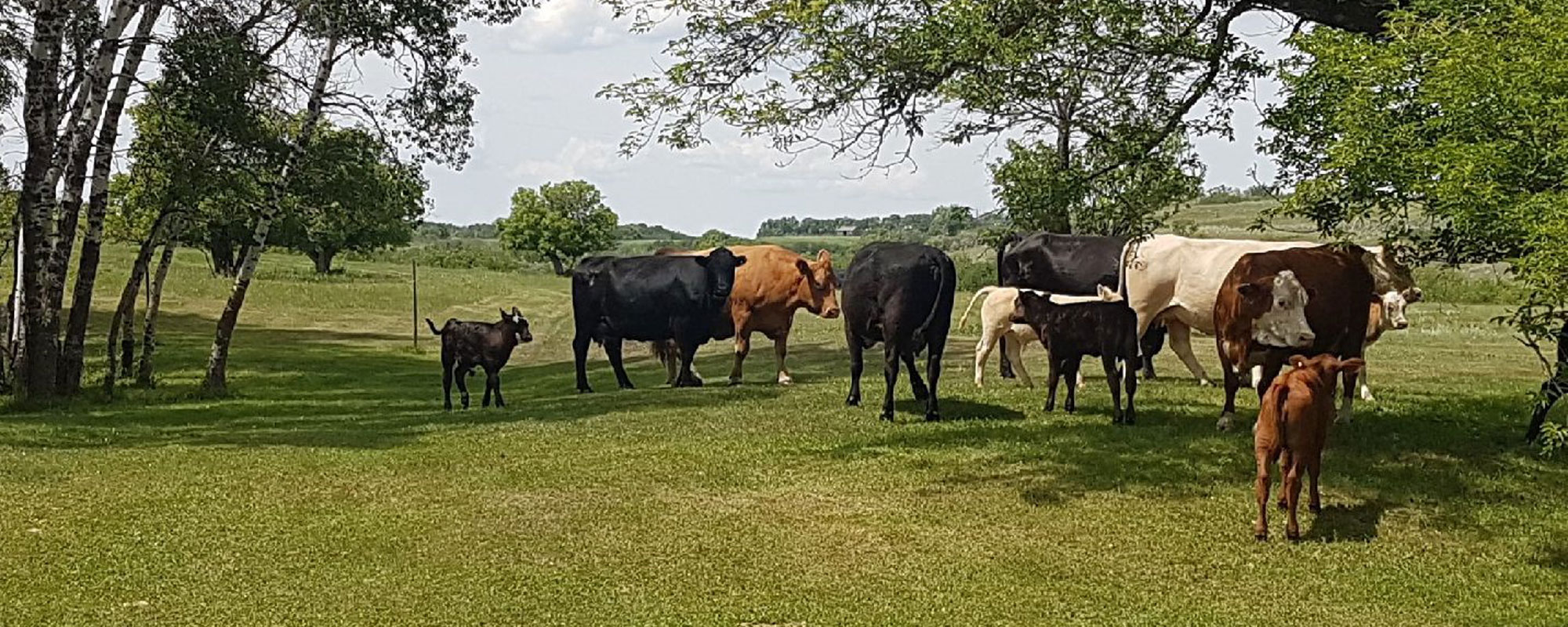 Cows
