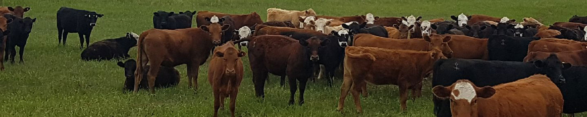 Cows