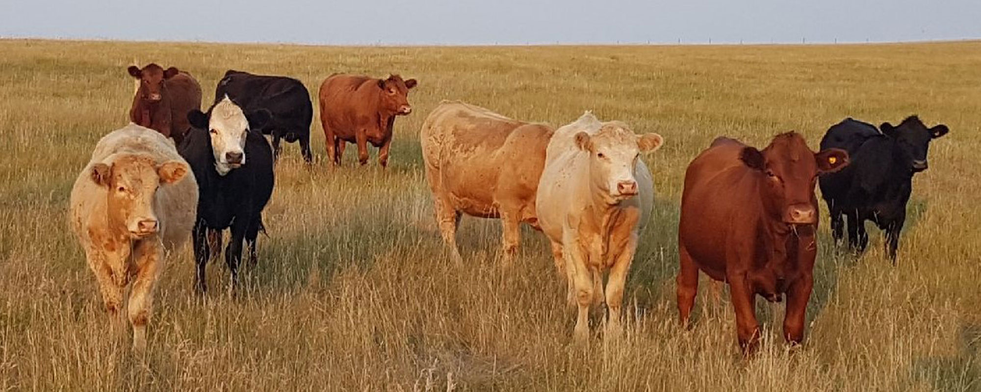 Cows