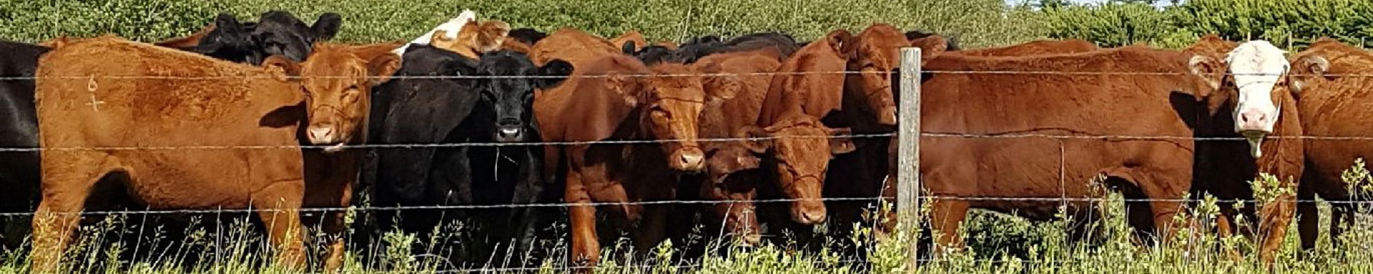 Cows
